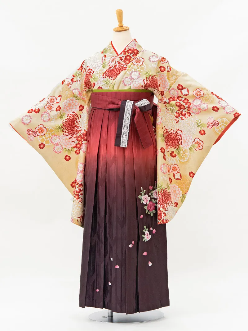 レンタル 袴 二尺袖 0215 「ｸﾘｰﾑ地に菊と小花」×えんじ矢絣ボカシ刺繍袴