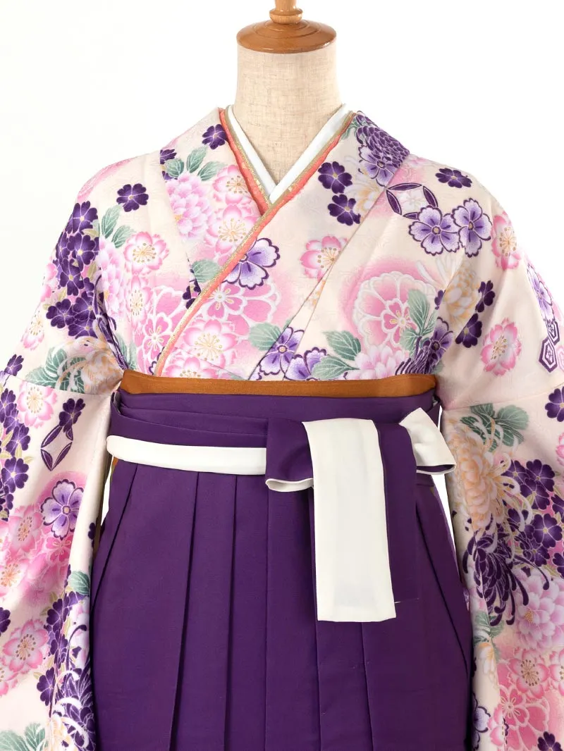 卒業袴 二尺袖 0391  「クリーム地に菊」ボカシバイカラー紫