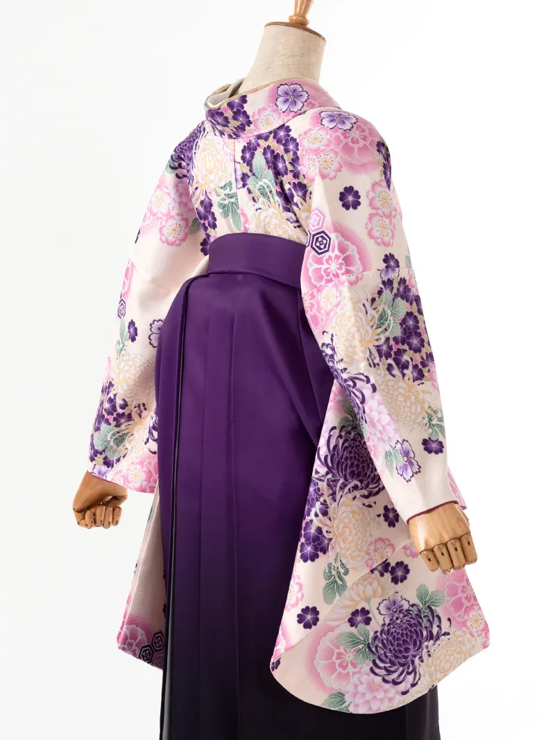 卒業袴 二尺袖 0391  「クリーム地に菊」ボカシバイカラー紫